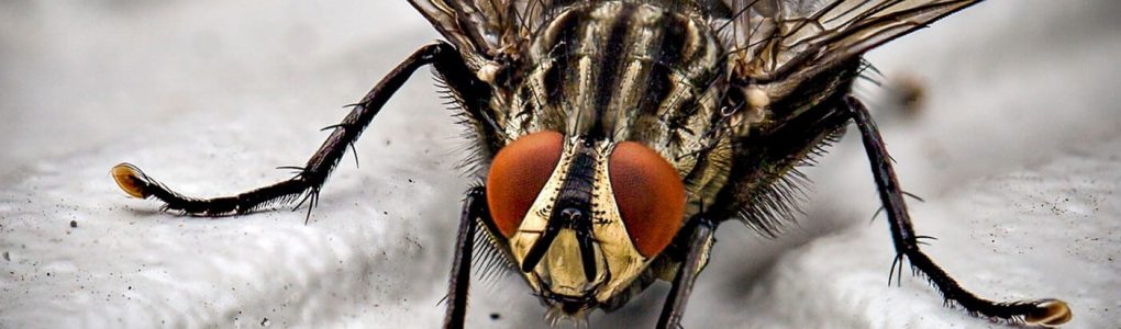 flies Pest control Service in Abu Dhabi