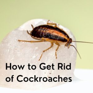 cockroaches Abu dhabi