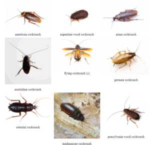 Cockroach Control Services in Abu Dhabi