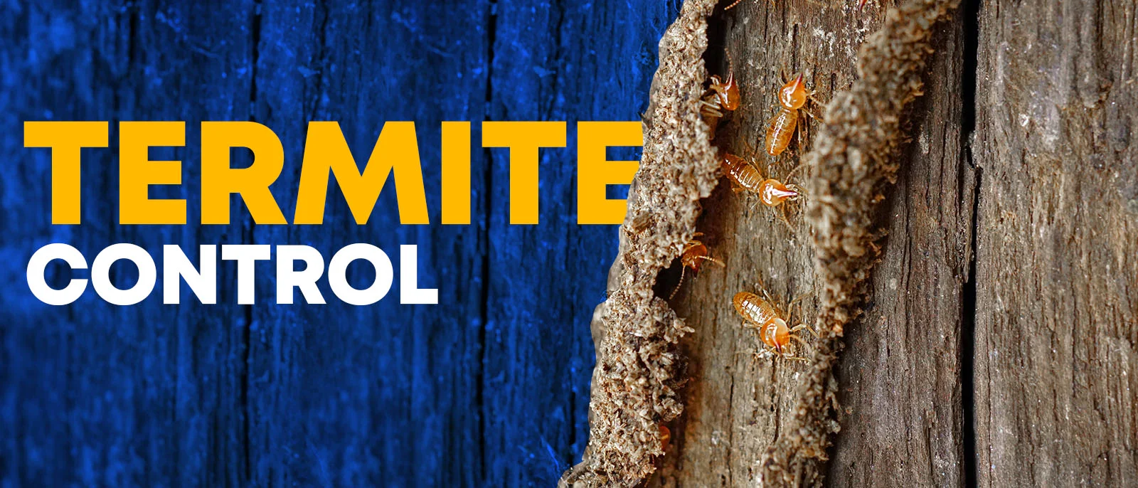 Anti-Termite Control Services