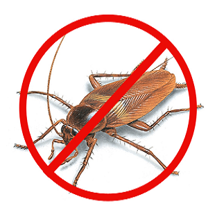 Cockroach Pest Control Service in Abu Dhabi