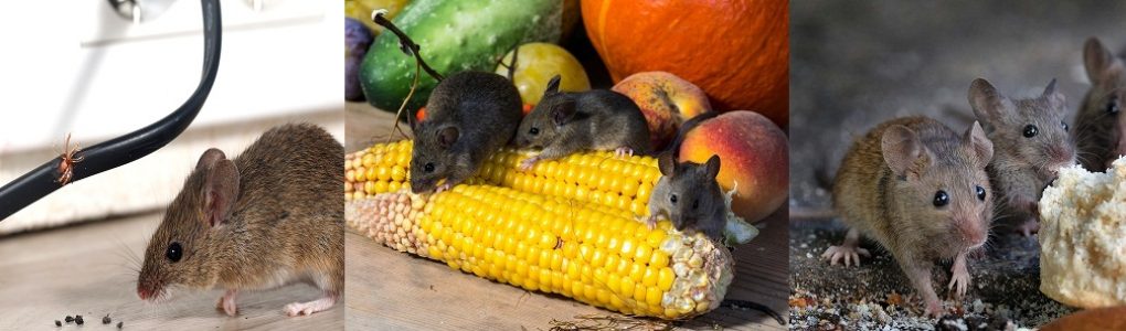 Mice Pest Control Services in Abu Dhabi
